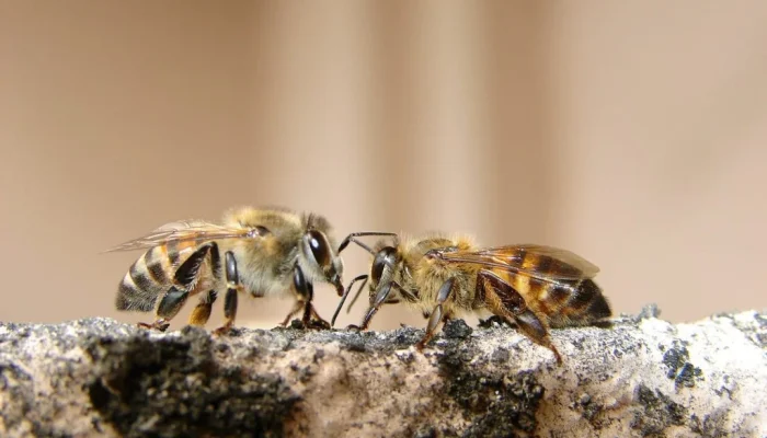 Em todo o estado, são 1.884 apiários, com 234.090 colmeias, e 1.121 meliponários, com 27.347 c...
